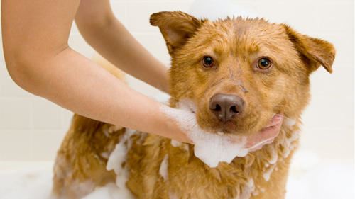 Centre Canin de L’Ouest