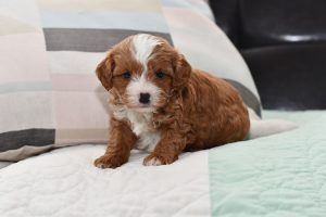 Pension Puppy Love