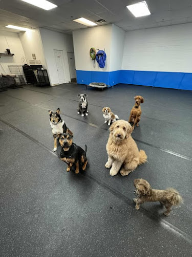 Centre Canin Les Pattes Bleues