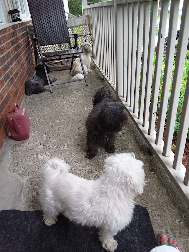 Doggie vacation