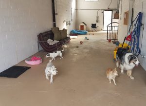 Garderie le Poil aux Pattes – Chiens & Chats