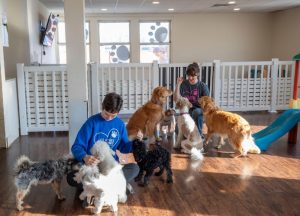 Les Anges Gardiennes Pet Care