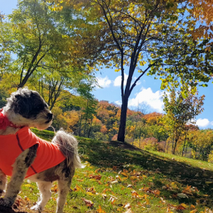 Puptown Girl’s Pet Services