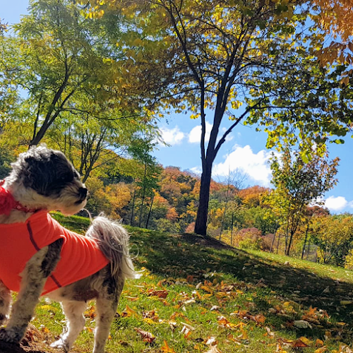 Puptown Girl’s Pet Services