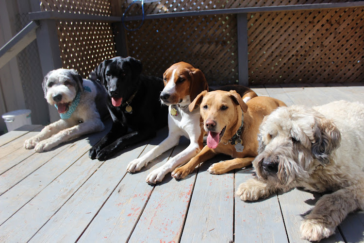 Happy Dogs, Waggin’ Tails – Etobicoke Dog Walker