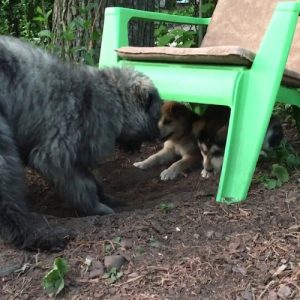 Happy Tails