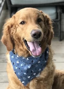 L.A. Doodles – Goldendoodle Breeder