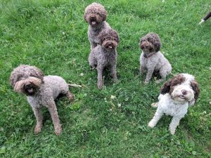 Middle Kingdom Farm and Lagotto