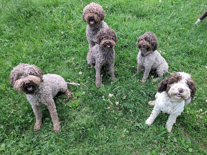 Middle Kingdom Farm and Lagotto