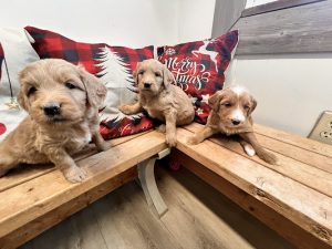 Lakewood Ranch Doodles Goldendoodles and Cockapoos