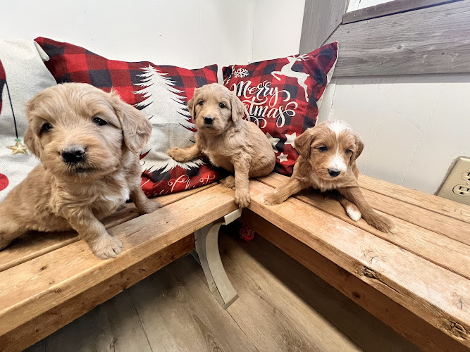 Lakewood Ranch Doodles Goldendoodles and Cockapoos