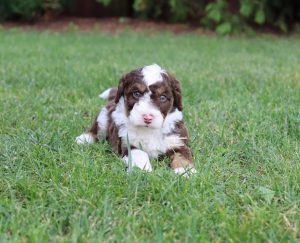 COUNTRY RAISED BORDOODLES