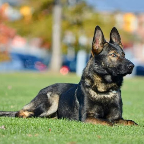 TigerhillK9