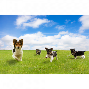 Sit Happens Dog Training Inc.