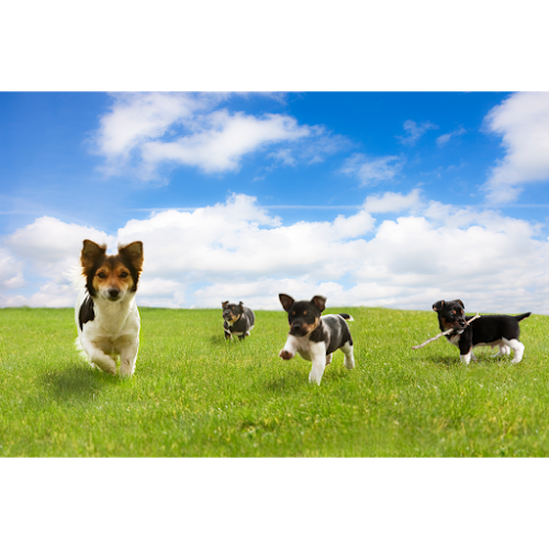 Sit Happens Dog Training Inc.