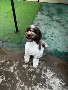 Good Dog of Port Moody