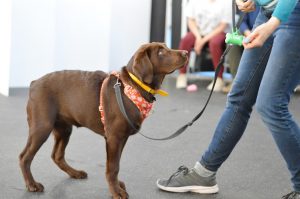 When Hounds Fly (Mount Pleasant)