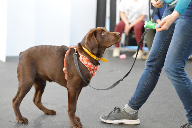 When Hounds Fly (Mount Pleasant)