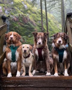 Adventures Unleashed