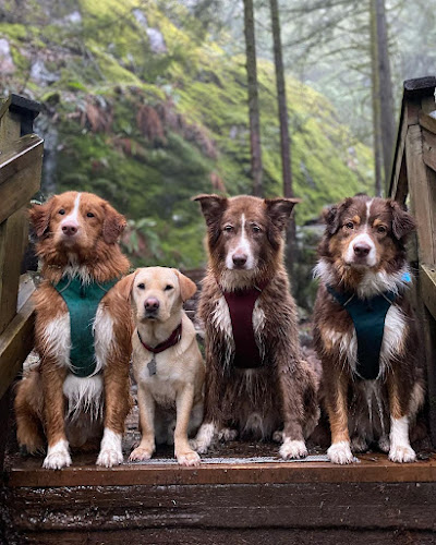 Adventures Unleashed