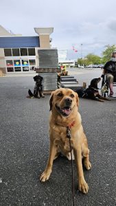 Reward That! Dog Training