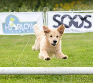 K9 Central Pet Resort, Training and Spa