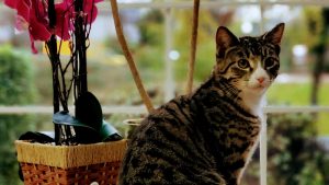 Intercity Animal Emergency Clinic