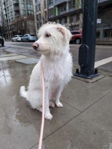 Woof & Purr Pet Services