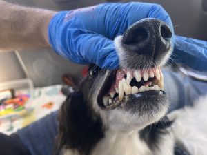 Doggie Care Services