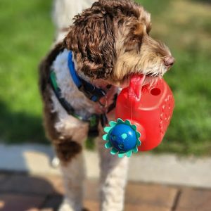 All Paws Dog Walkers & Pet Services