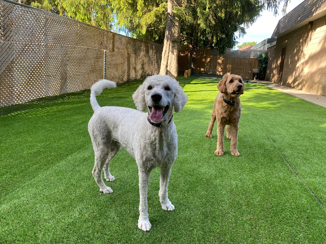 Beverly Hills Doggie Hotel