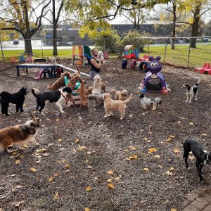 Furry Friends Doggie Daycare & Spaw