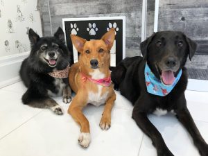 Juno’s Dog Grooming