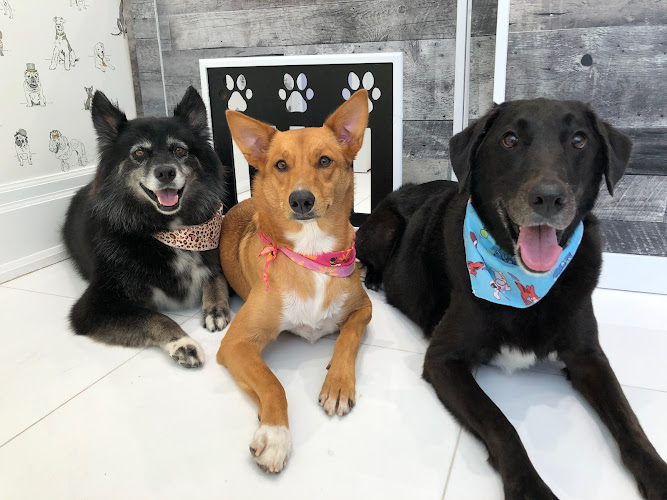 Juno’s Dog Grooming