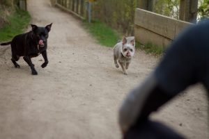 Naughty Boyz Dog Training Inc.