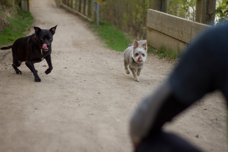 Naughty Boyz Dog Training Inc.