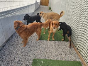 In-Sync Dog Training