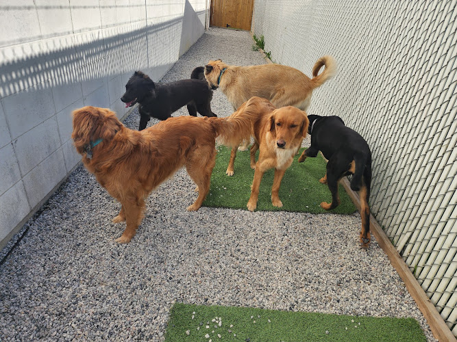 In-Sync Dog Training