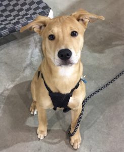 Raise the Woof Dog Training