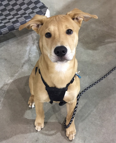 Raise the Woof Dog Training