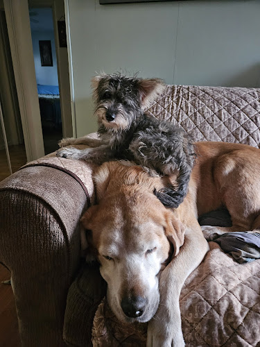 Natural Dog Behavior