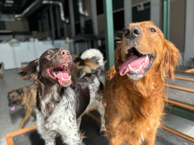 The Happy Hound Play Park Dog Daycare, Boarding & Training