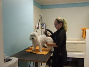 Courtney’s Paw Spa