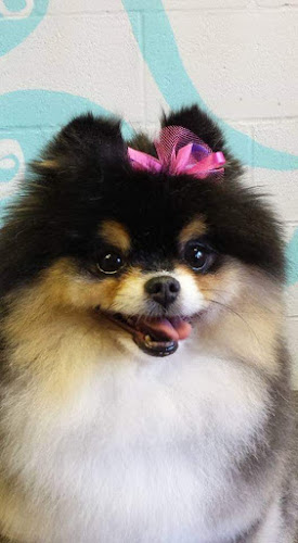 Royal City Grooming Centre