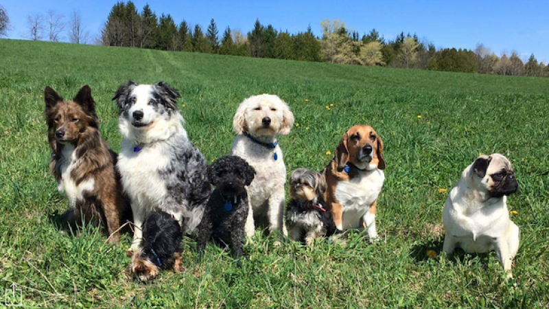 Winter Hill Canine Cottage