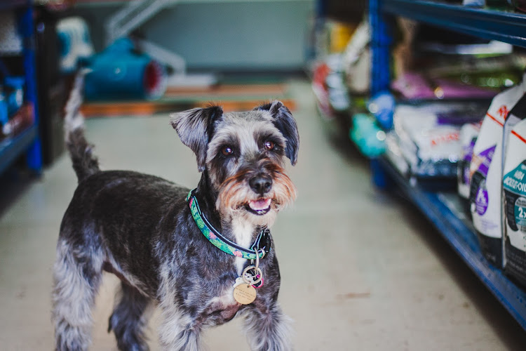 Just The Snip Pet Shop & Grooming