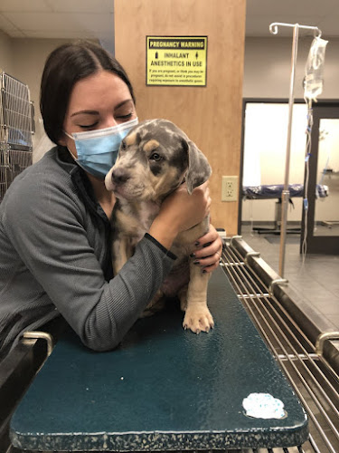South Windsor Animal Hospital