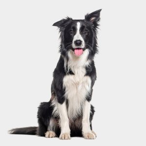 Passionimo Veterinary Hospital of Montreal