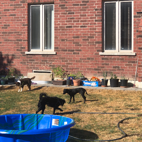 Kelly and Yang Dog Care Services