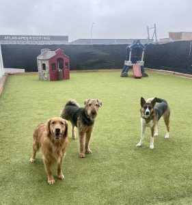 Aloha K9 Training & Pet Resort